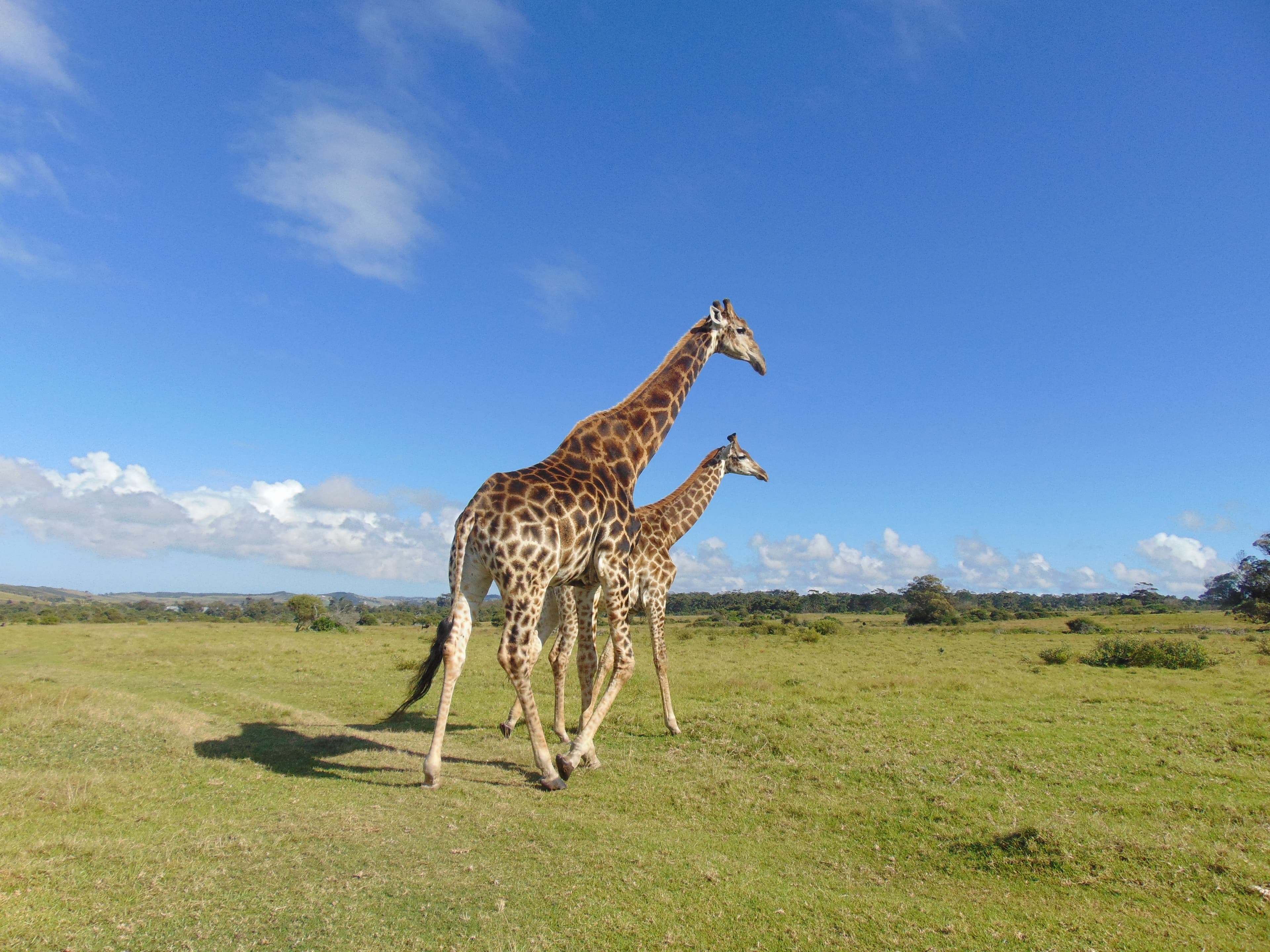 South Africa